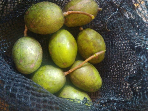 kedondong