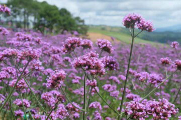 Plai Sukanya profile icon