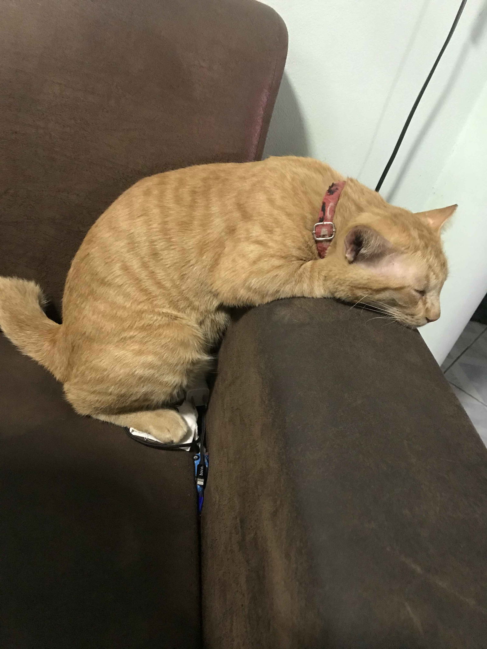 pigkatai profile icon