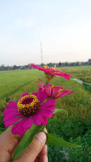 Zulfatul Karimah profile icon