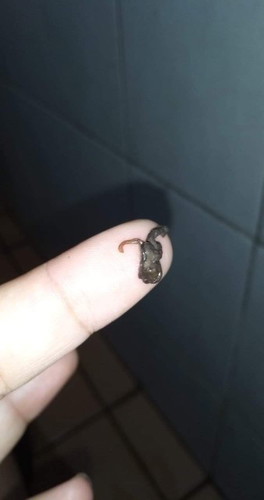 magpa ie pu ba ako ulit? or dahil Po ito sa ie last Monday night?