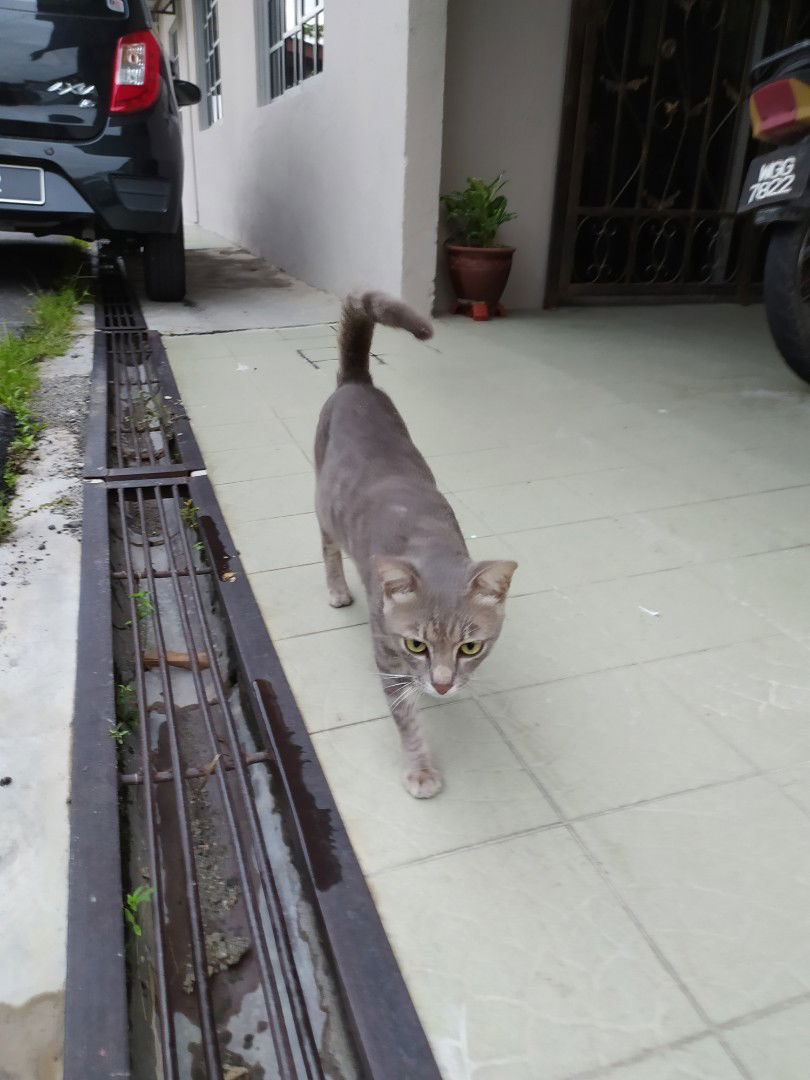 Feeda Rafyda profile icon