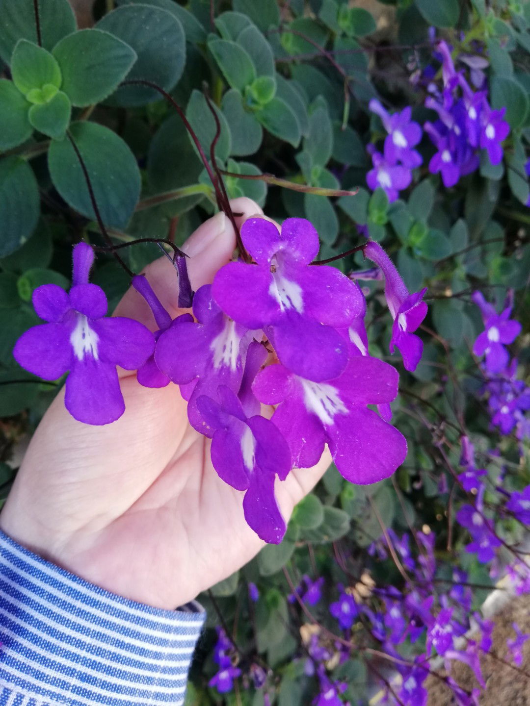 Jieha Salim profile icon