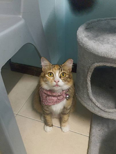 miza izzati profile icon