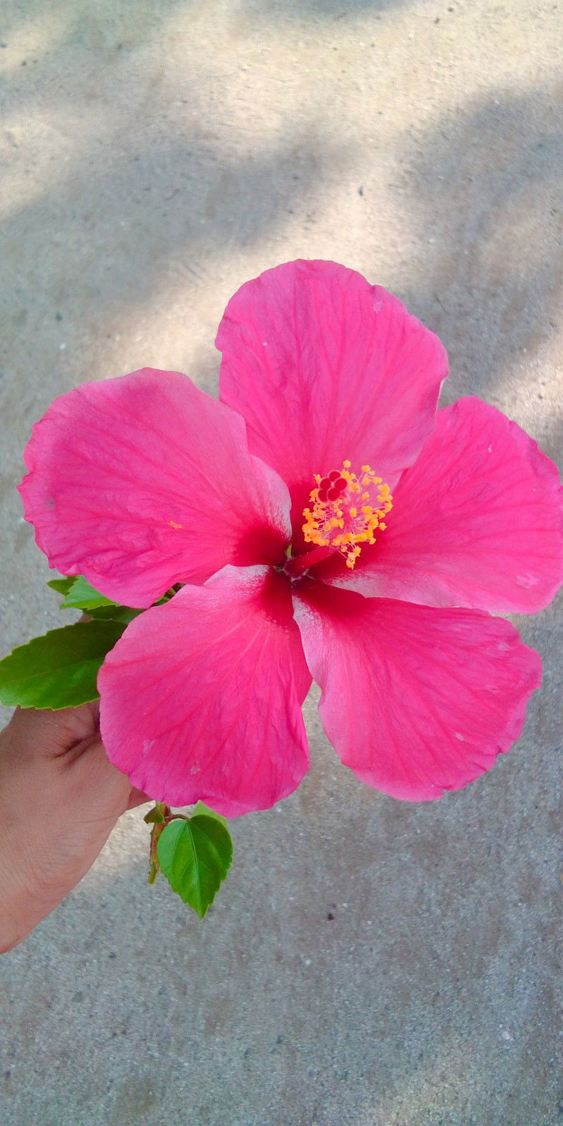 reign aidarab profile icon