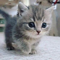 นิชธาวัลย์ ค้อมทอง profile icon