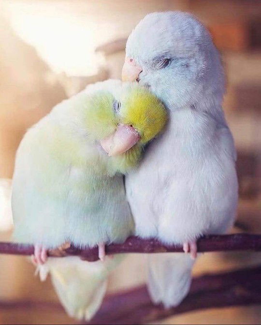 siti zumaroh profile icon