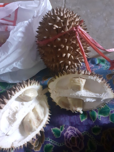 hamil muda ngidam duren...