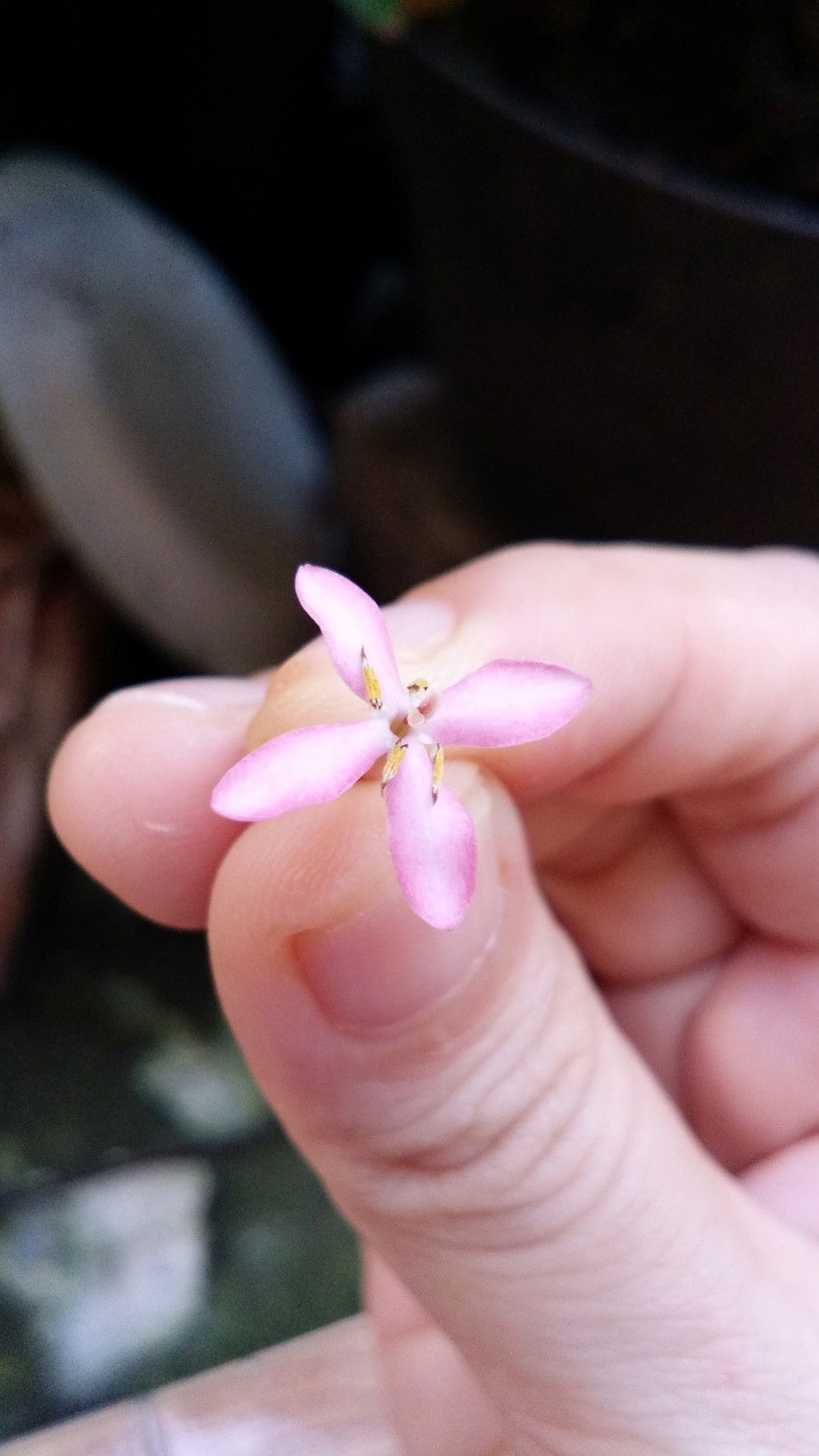 Dila Gustia profile icon