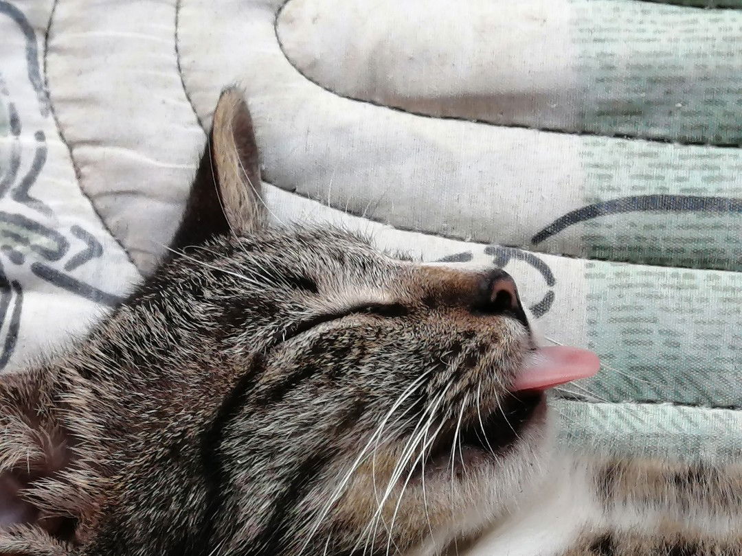 Renamier profile icon