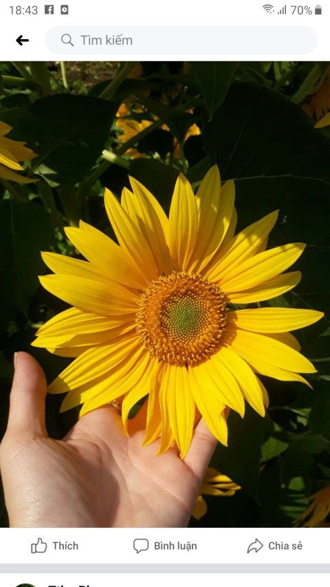 Quy Kim profile icon