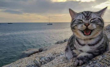 Naphaphon Phattarakit profile icon