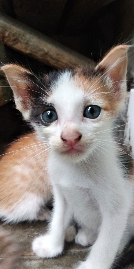 Lia_Han profile icon