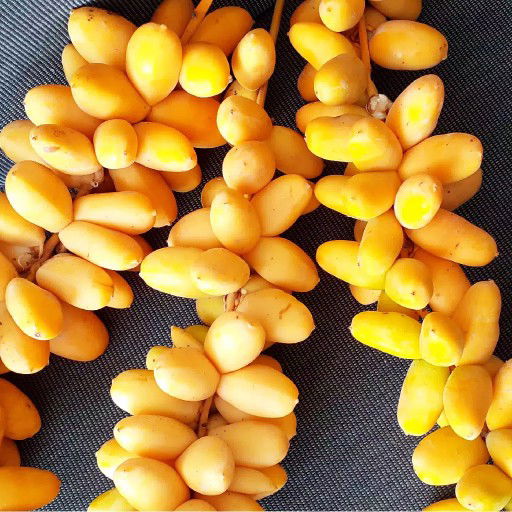 Kurma Muda Untuk Promil