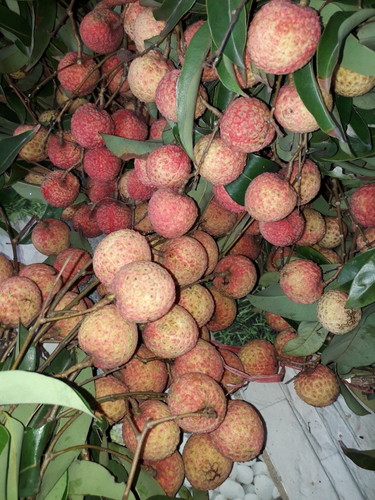 mẹ bầu