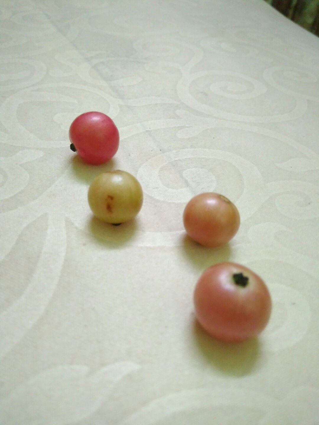 Buah Seri? Buah Ceri?