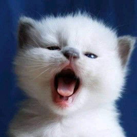 Fitria Ayu profile icon