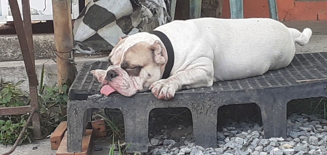 LhiaNne profile icon