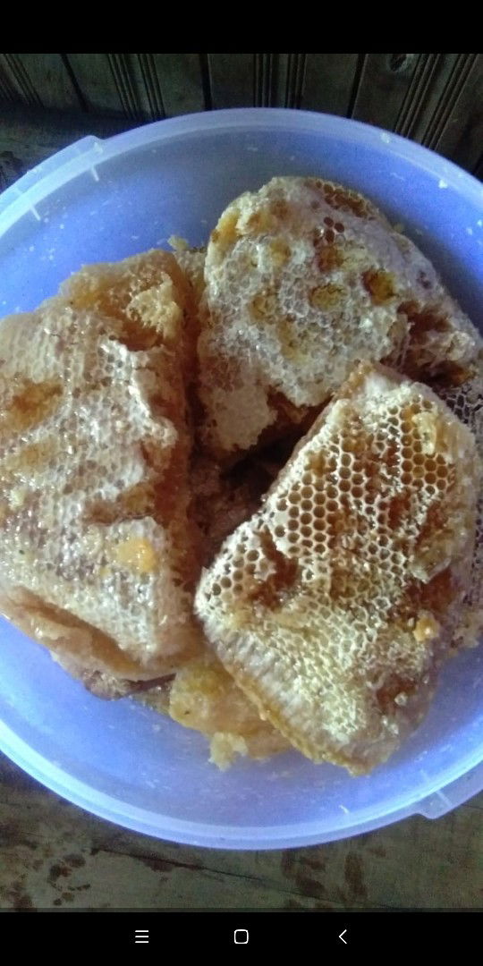 madu hutan asli Kalimantan