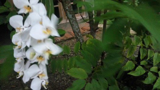 R A A Pertiwi profile icon