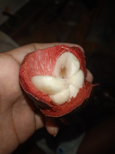 mangosteen