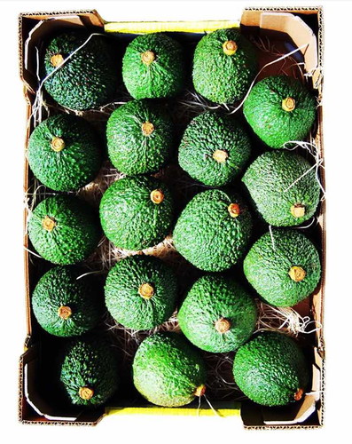 อโวคาโดพันธุ์แฮส