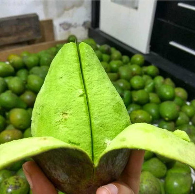 อโวคาโด พื้นเมือง