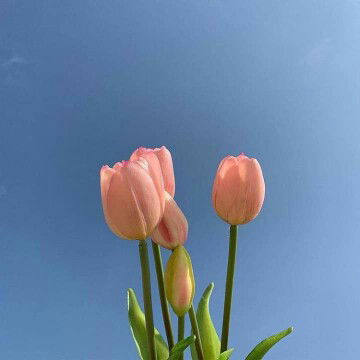 Jenjira profile icon