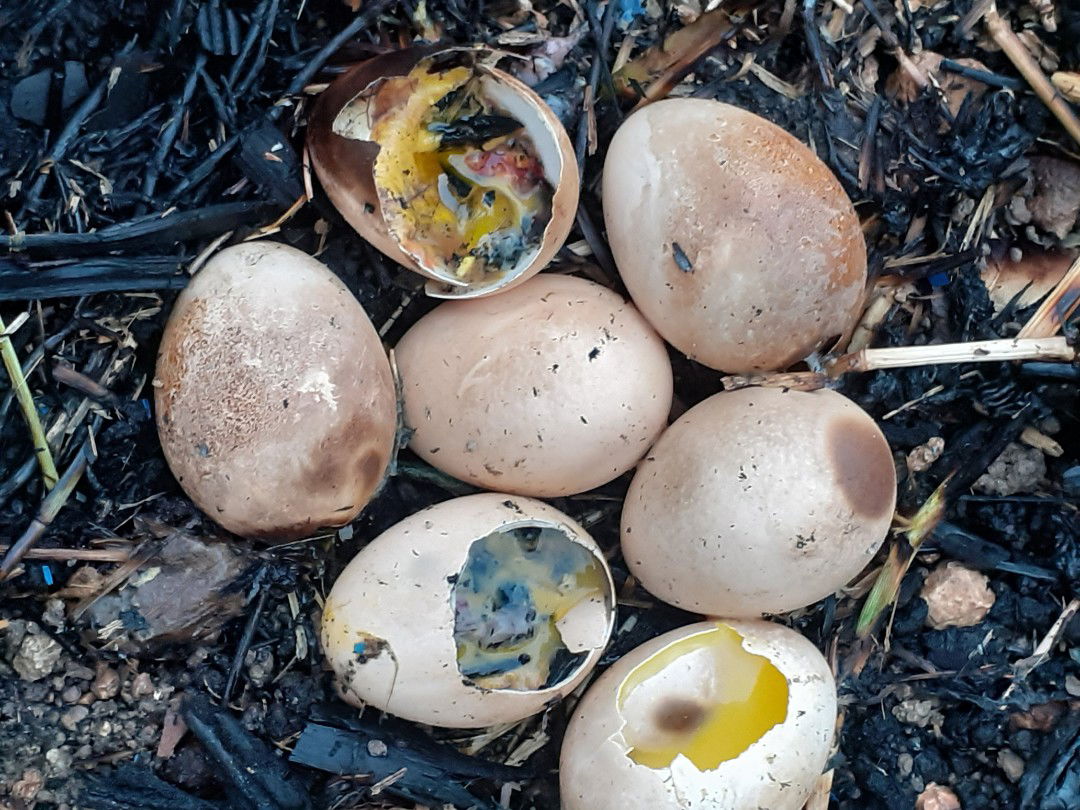 บาปมั้ยเนี่ย?#ไม่ได้ตั้งใจนะ ไม่รู้ว่าไก่แจ้มันมาฟักไข่พอจุดไฟไปแล้ว เเม่มันบินออกมาจากพงหญ้า สงสารแม่มันเดินมาวนดูหลายรอบเลย?