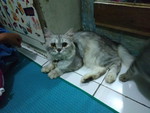 Jihan Humairoh profile icon