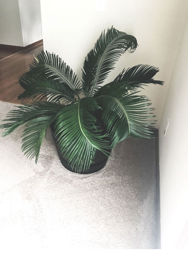 atina r profile icon