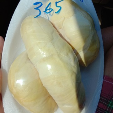ทุเรียน
