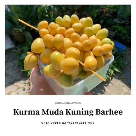Promil Kurmud