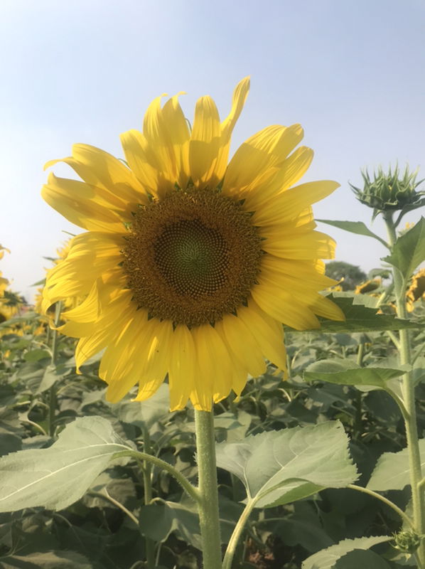 pichamon profile icon