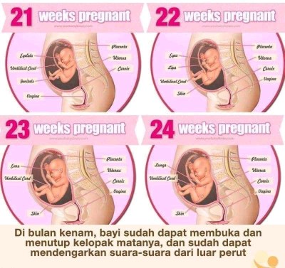 24 week