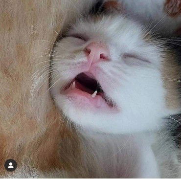 SITI NURAMIRAH profile icon