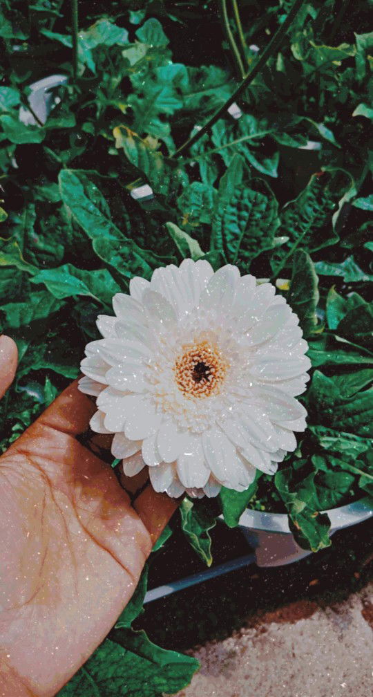 Husna Husin profile icon