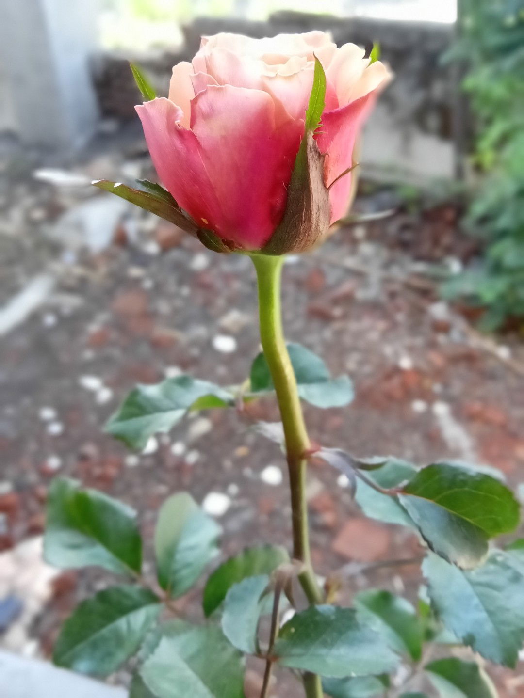 Novia Zahrotul AlFirdausya profile icon