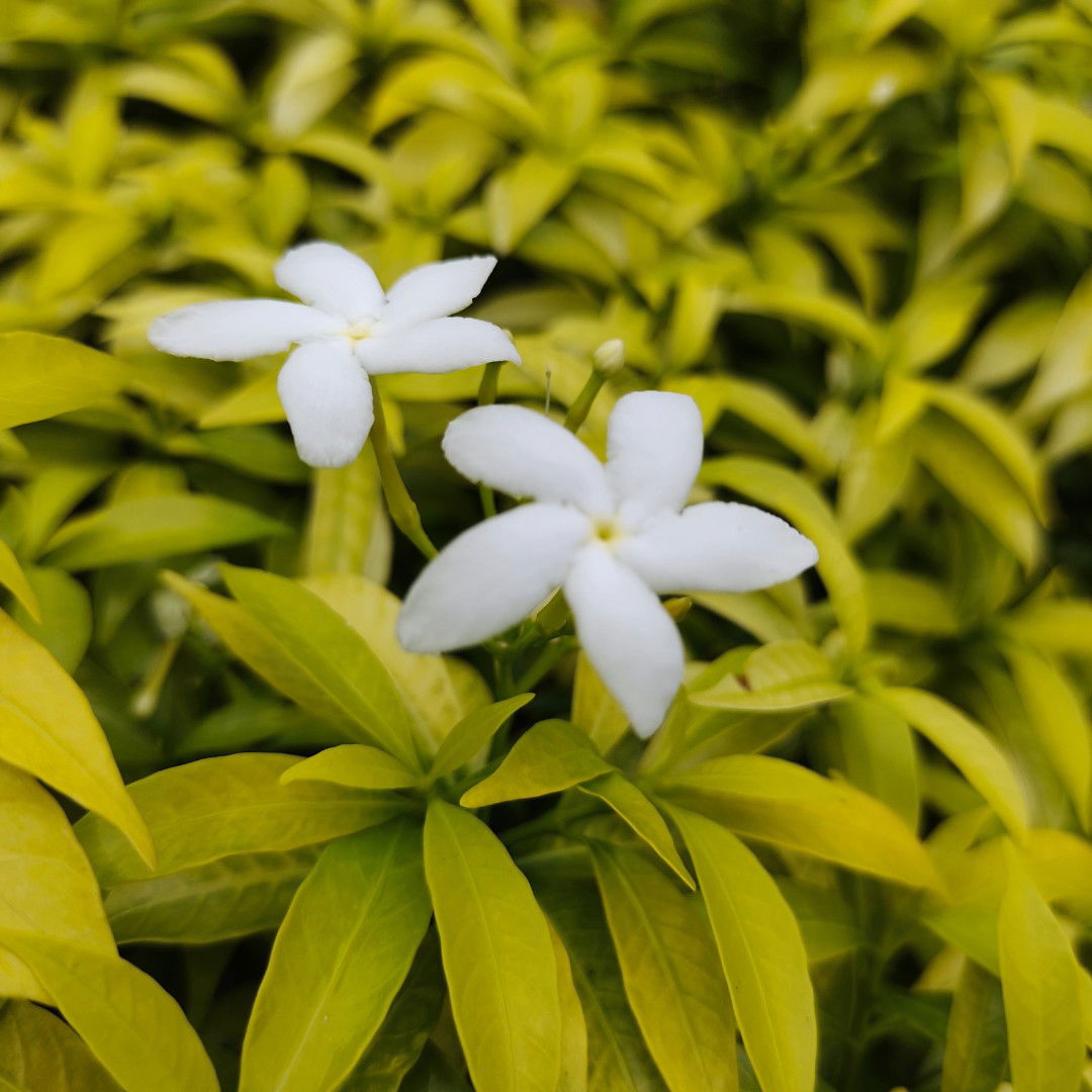 im a momy of 2 profile icon