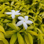 im a momy of 2 profile icon