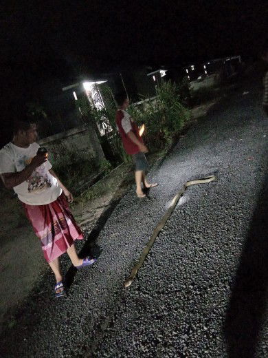 Mitos Membunuh Binatang