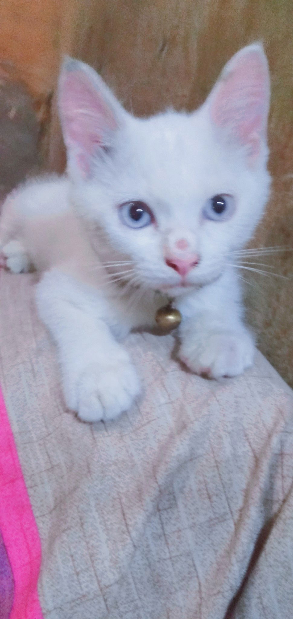 Ruiizaya profile icon