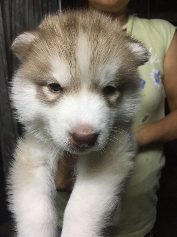 Khayla Magugat profile icon