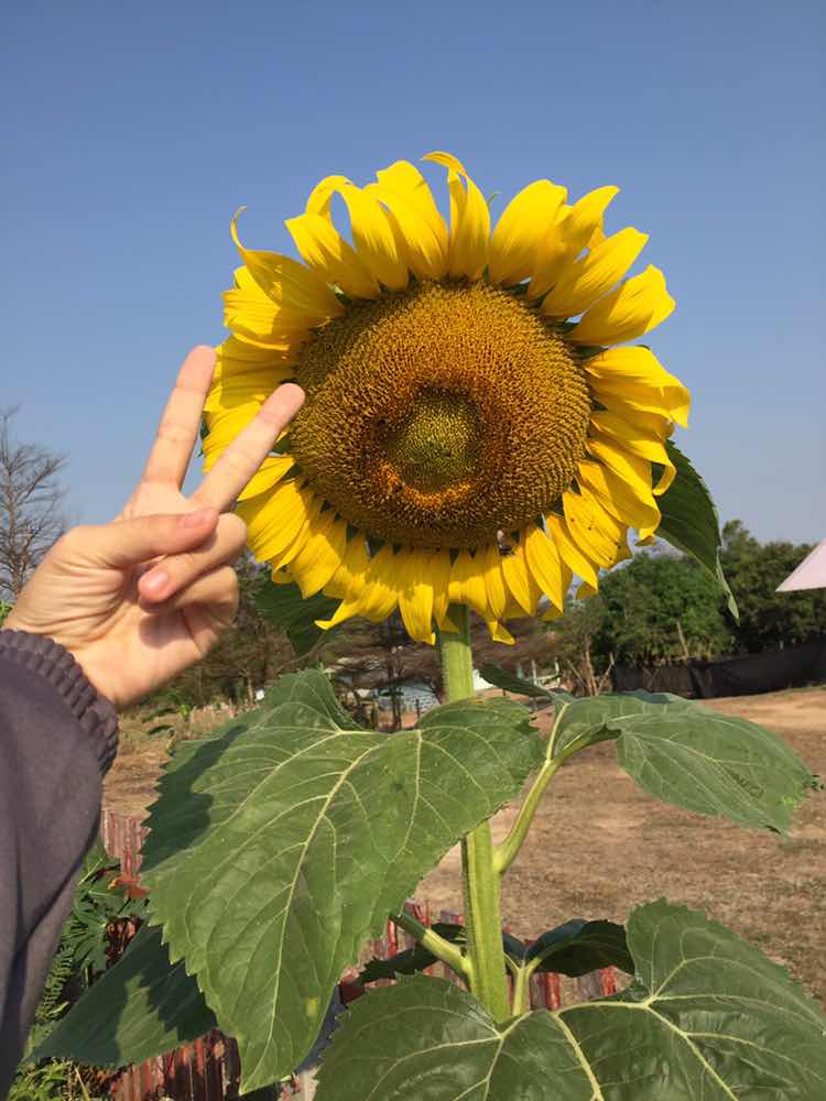 ทานตะวัน profile icon