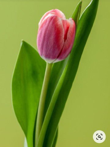 Ratih Kesuma Dewi profile icon