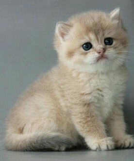 ayu nur halimah profile icon