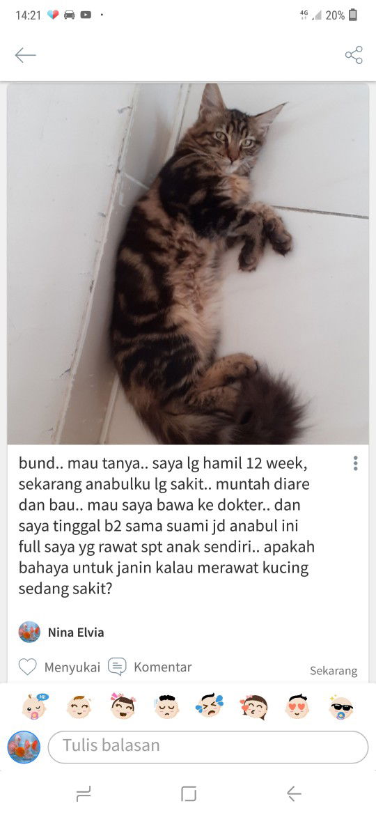 mengurus kucing sakit saat hamil