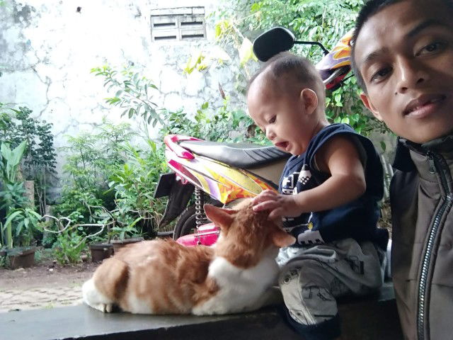 main kucing
