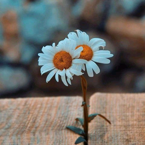 Eva Silvia profile icon