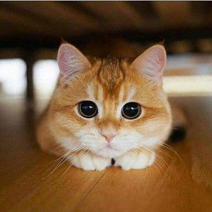 WindiTadho profile icon